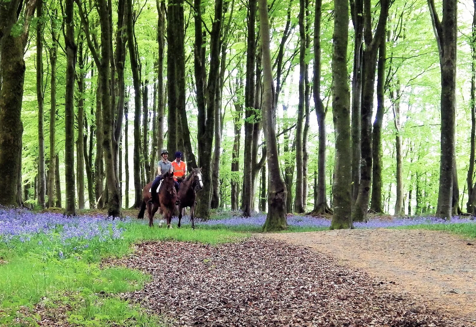 Balade à cheval sur un chemin forestier dans le Var